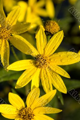 Dew on the flowers