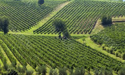 Italian Vineyards 7