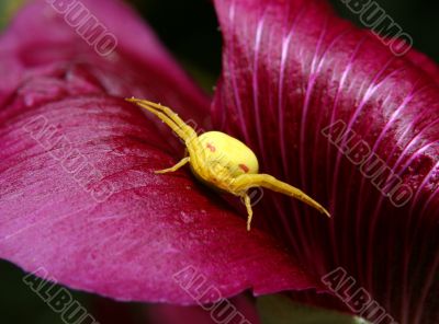 Spider