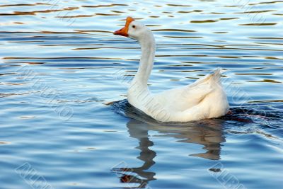 ducks
