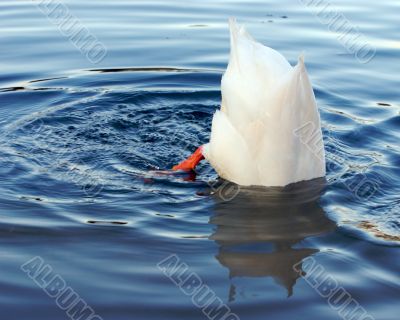 ducks