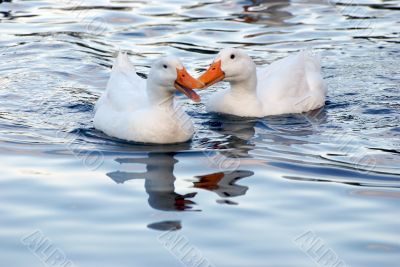 ducks