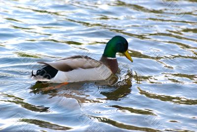 ducks