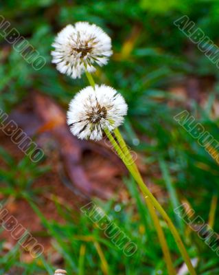 dandelion