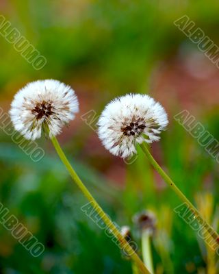dandelion