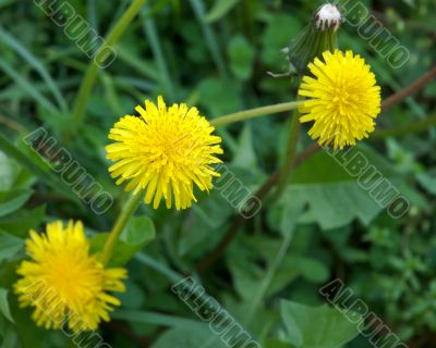 yellow