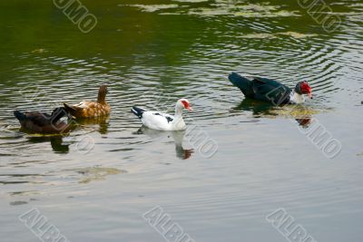 ducks