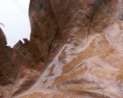 Brown Leaf