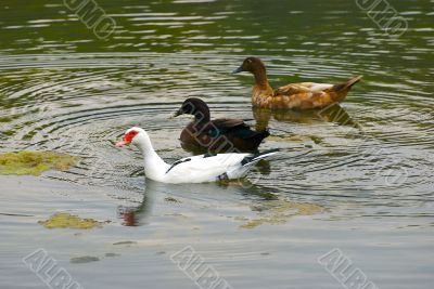 ducks
