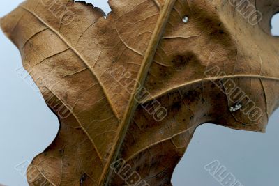 Brown Leaf