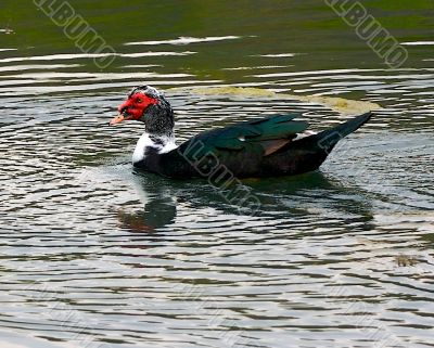 ducks