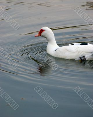 ducks