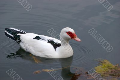 ducks