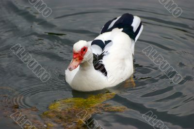 duck