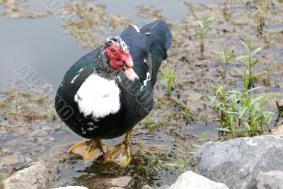 duck
