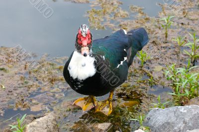 duck