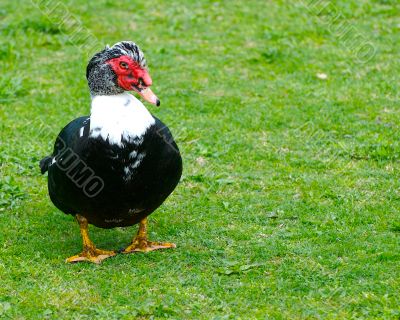 duck