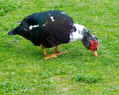 duck
