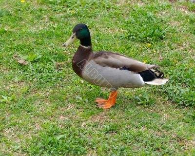 duck