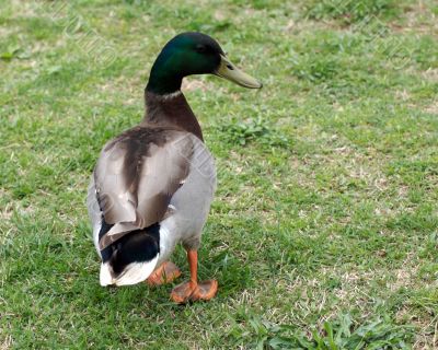 duck