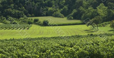 Italian Vineyards