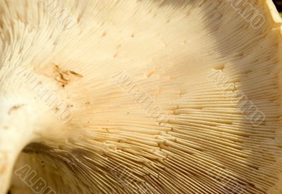 Under a mushroom