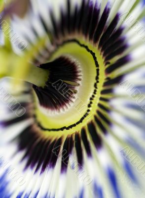 Clematis Close up 3