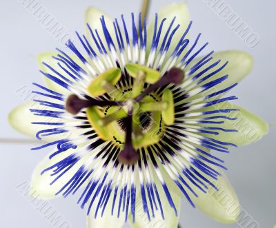 Clematis close up 2