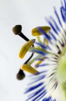 Clematis Close up 1