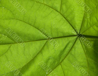 Under a leaf