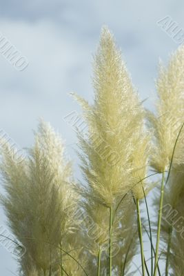 Pampas