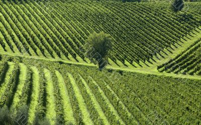 Italian Vineyards 5