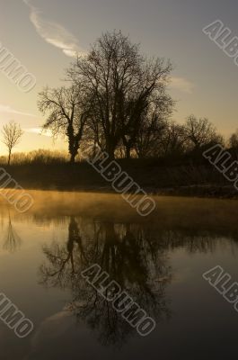 Reflecting Tree