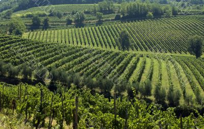Italian Vineyards 2