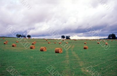Borgogna 4