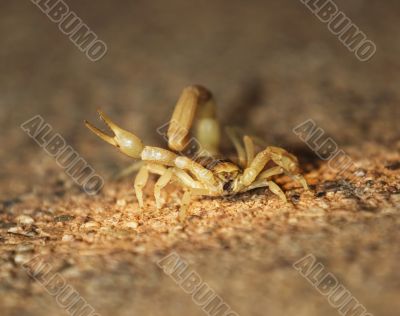 Friendly Scorpion