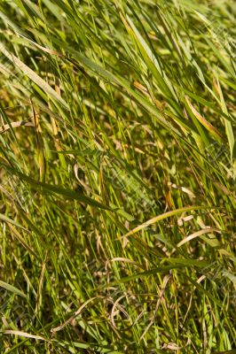 Grass Field