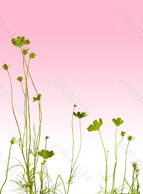 flower textures