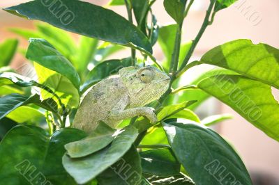 Chameleon