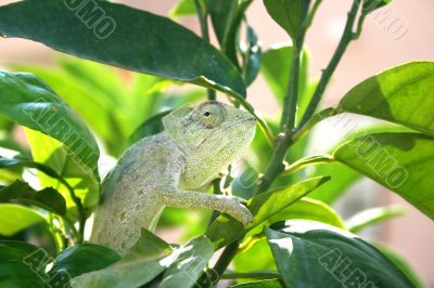 Chameleon