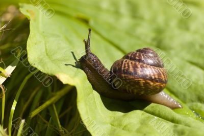 Brown snail on green grass