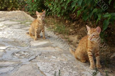 Two red cats outside