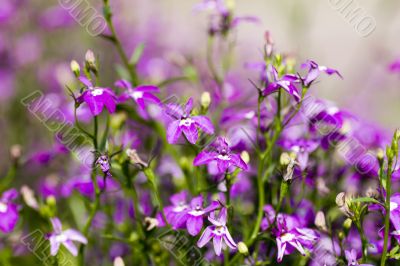 Purple floral background