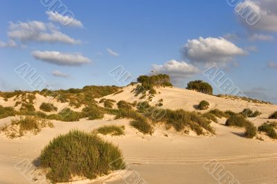 Sandy dunes.