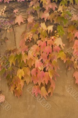 Pink and yellow foliage.