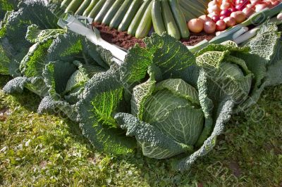 Greater cabbage