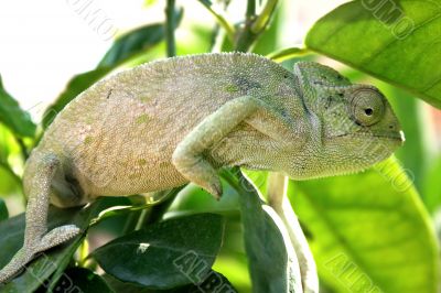 Chameleon