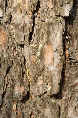 Texture from a pine bark