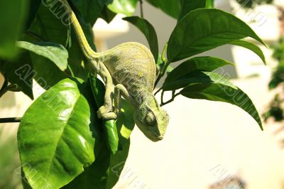 Chameleon