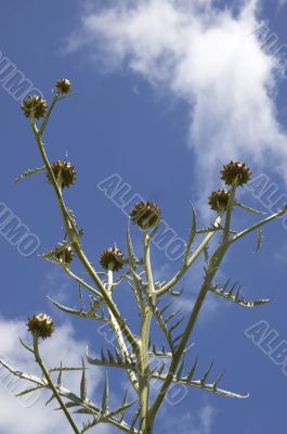 Cardoon